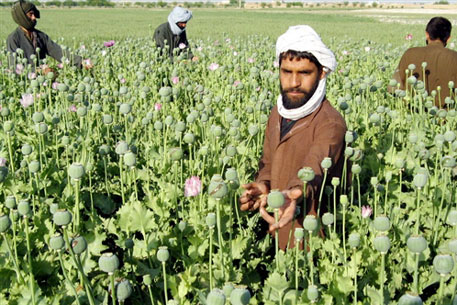 Грибок уничтожил почти половину афганского опиумного мака