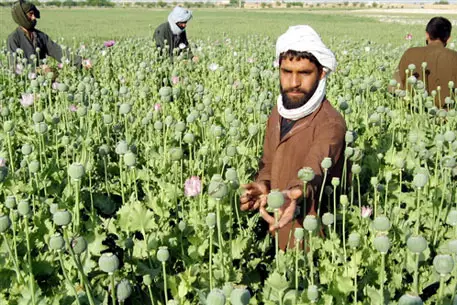 Грибок уничтожил почти половину афганского опиумного мака