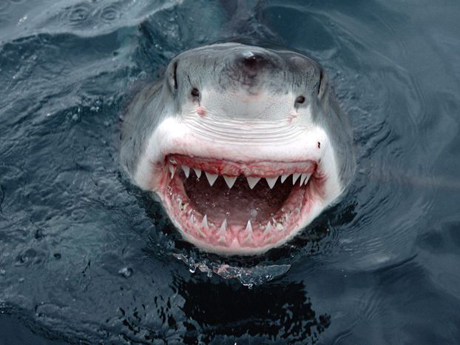 Власти Египта выплатили пострадавшему от укусов акулы 50 тысяч долларов