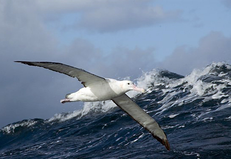 Цунами в Японии погубило десятки тысяч альбатросов на Гаваях