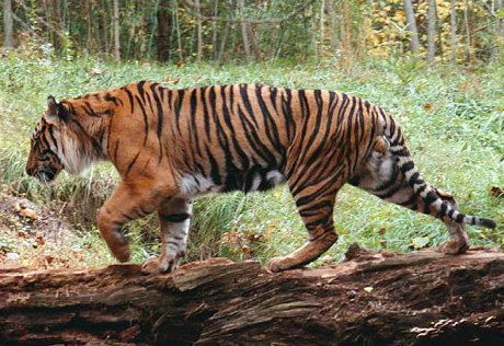 Иран и Казахстан расскажут о планах по возрождению туранского тигра