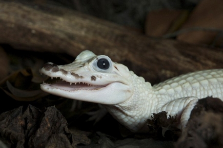 В болоте штата Луизиана нашли белых аллигаторов