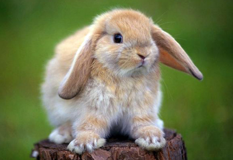 Спрос на декоративных кроликов в преддверии Нового года вырос
