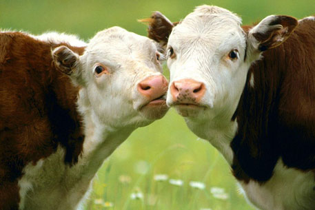 На британской ферме обнаружили 100 клонированных коров