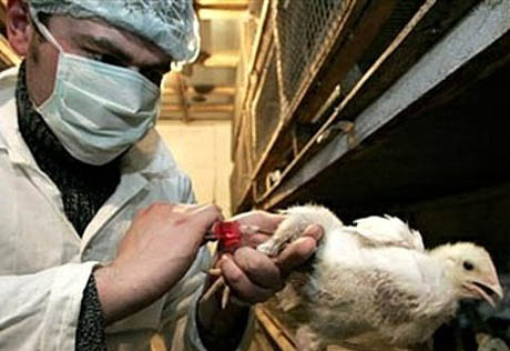 23 тысячи японских кур будут уничтожены из-за птичьего гриппа 