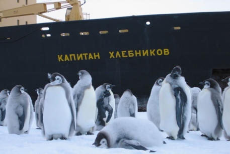 Российский ледокол со 105 туристами застрял во льдах Антарктики