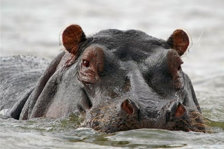 В национальном парке Уганды погибли 83 бегемота