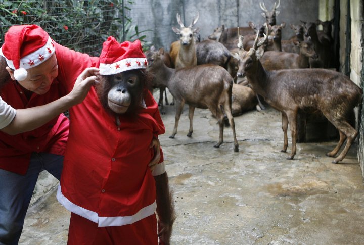 Санта Клаус наряжает орангутанга  для рождественских праздников. Manila, Philippines фото © REUTERS Cheryl Ravelo