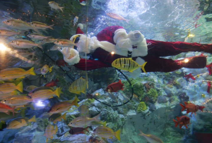 Сотрудник Саншайн Аквариум, одетый в Санта Клауса, плавает с рыбами в аквариуме.  Tokyo, Japan фото  ©REUTERS Toshiyuki Aizawa