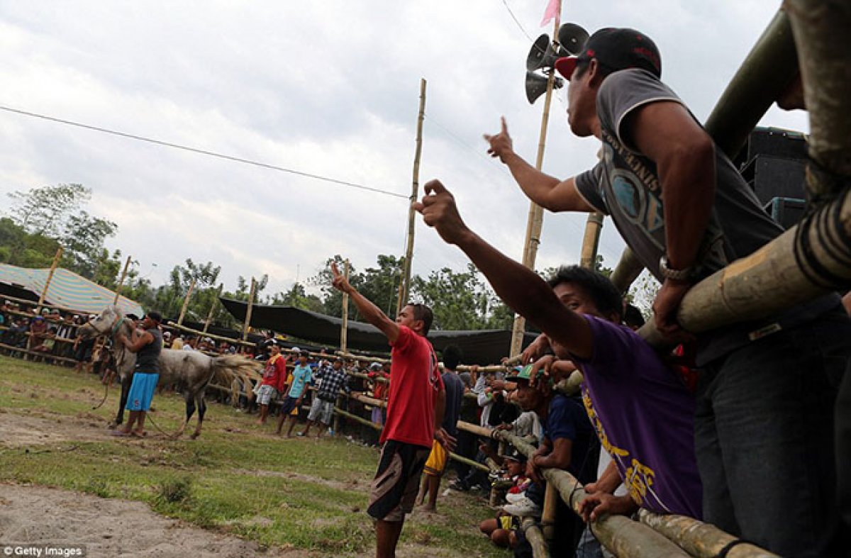 Подпольные бои на Филиппинах. Жестокие развлечения