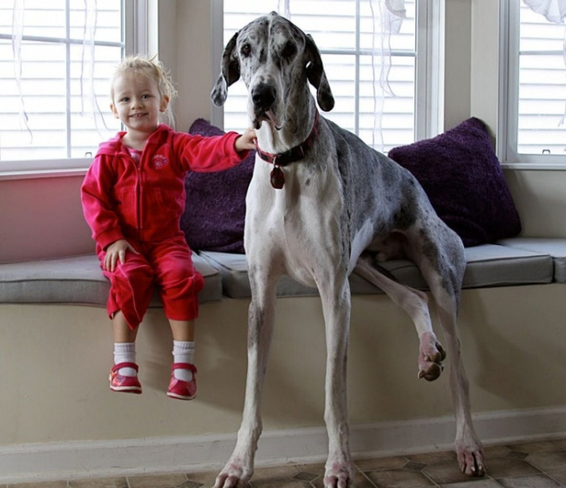 Какие собаки подходят для дома. Дог Джордж ростом 2.13. Небольшая дружелюбная собака для квартиры. Большие собаки для квартиры и детей. Дети и большие собаки.