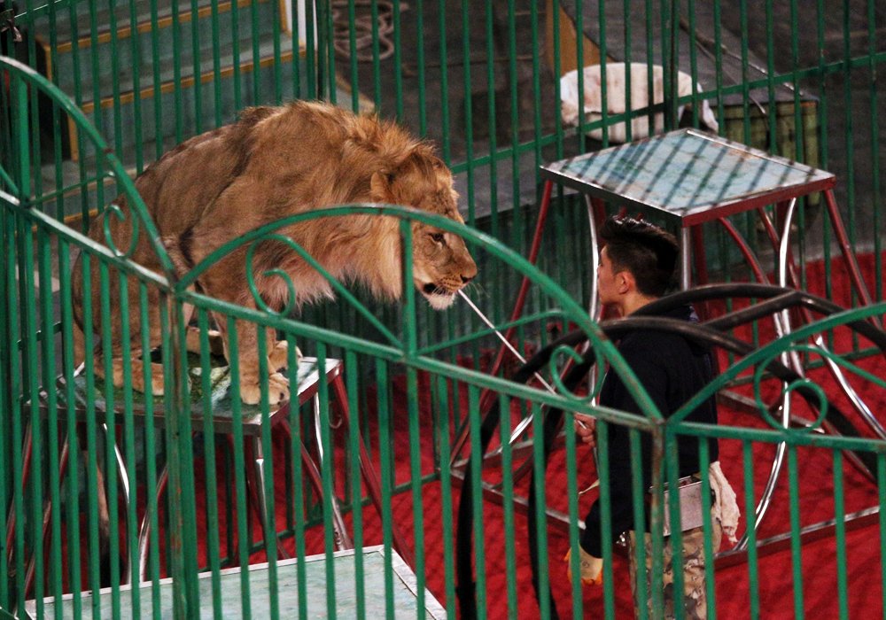 Дрессировщик дает льву мясо, поощряя его. ©Ярослав Радловский