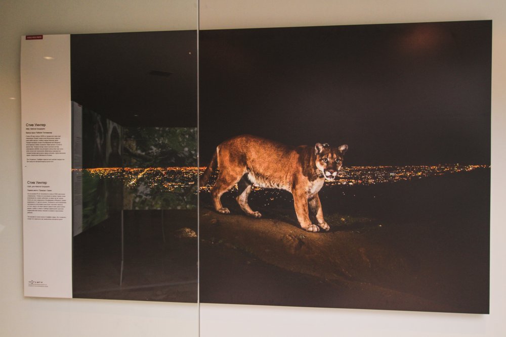 Фотография Стива Уинтера из США - первое место в номинации "Природа". На первом фото изображена пума на фоне городских огней Лос-Анджелеса. Снимок символизирует то, что естественная среда обитания этих хищников сокращается из-за урбанизации.