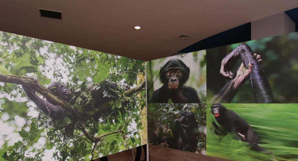 Бонобо или карликовый шимпанзе - ближайший родственник человека. ДНК этого вида обезьяны совпадает с нашим на 99 процентов. Это животное очень мало изучено на сегодня. Фото Кристиана Циглера из Германии.