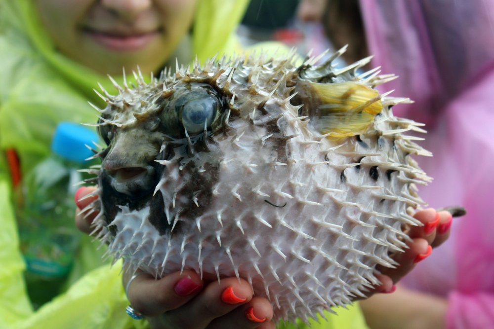 Удивительных рыб и обитателей моря можно увидеть и подержать в руках только в Таиланде.