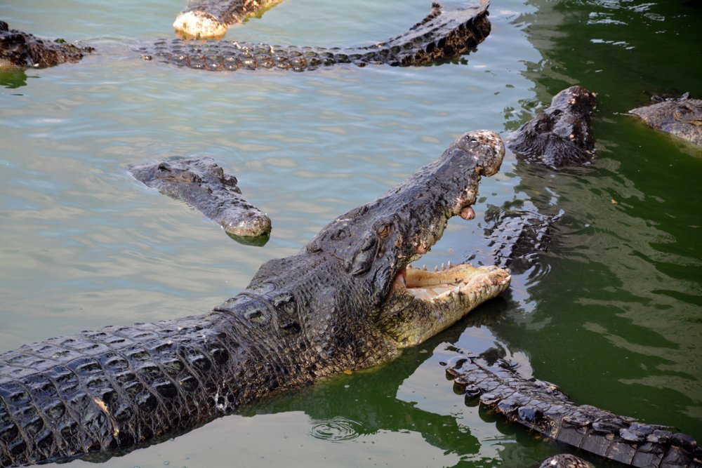 На ферме крокодилов близ Паттайи.
