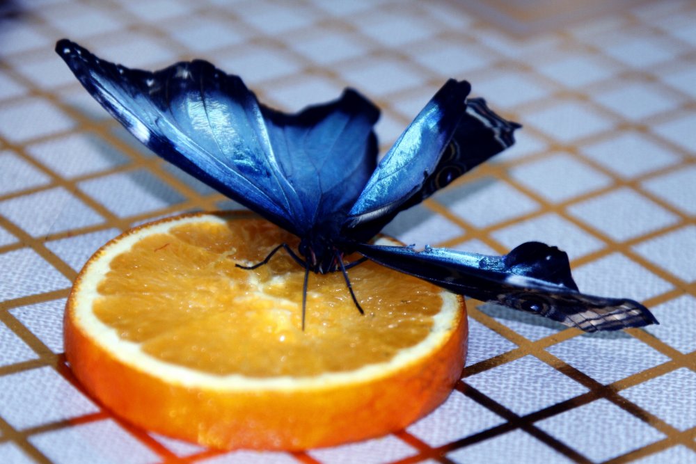 Среди насекомых есть и редкие виды, например - голубая Морфо. Во время полета крылья этих бабочек переливаются металлическим блеском и цвет меняется в зависимости от угла падения света. Известно, что в некоторых индейских племенах Амазонии голубая Морфо считается священной бабочкой. ©Айжан Тугельбаева
