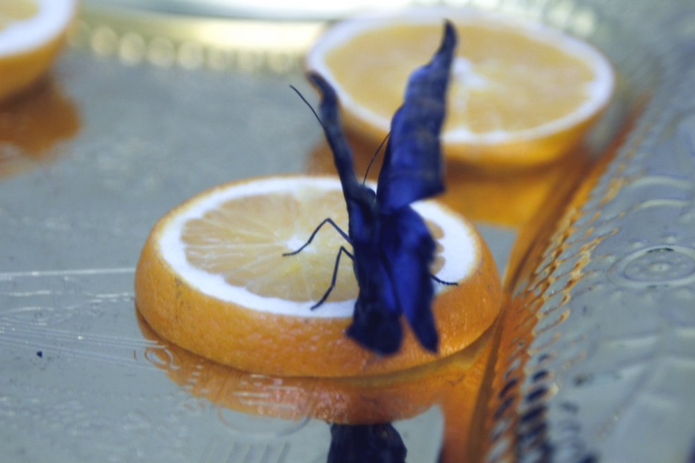 Голубая Морфо также считается одним из самых красивых видов бабочек в мире. ©Айжан Тугельбаева