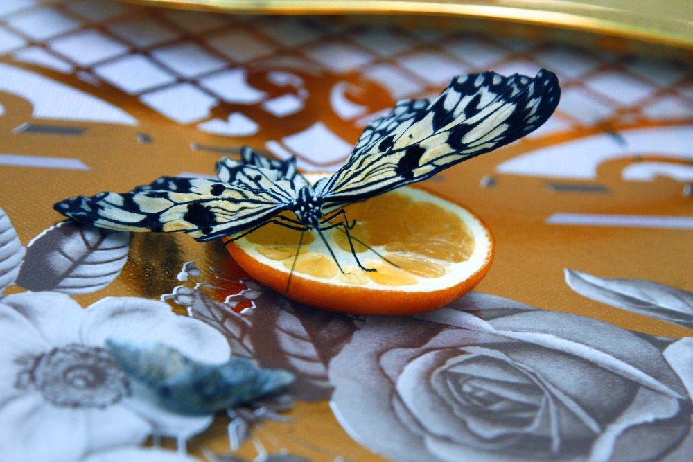 Для бабочек лакомствами являются апельсиновый сок, подслащенная вода и жидкий мед. ©Айжан Тугельбаева