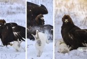 Хороший беркут - голодный беркут