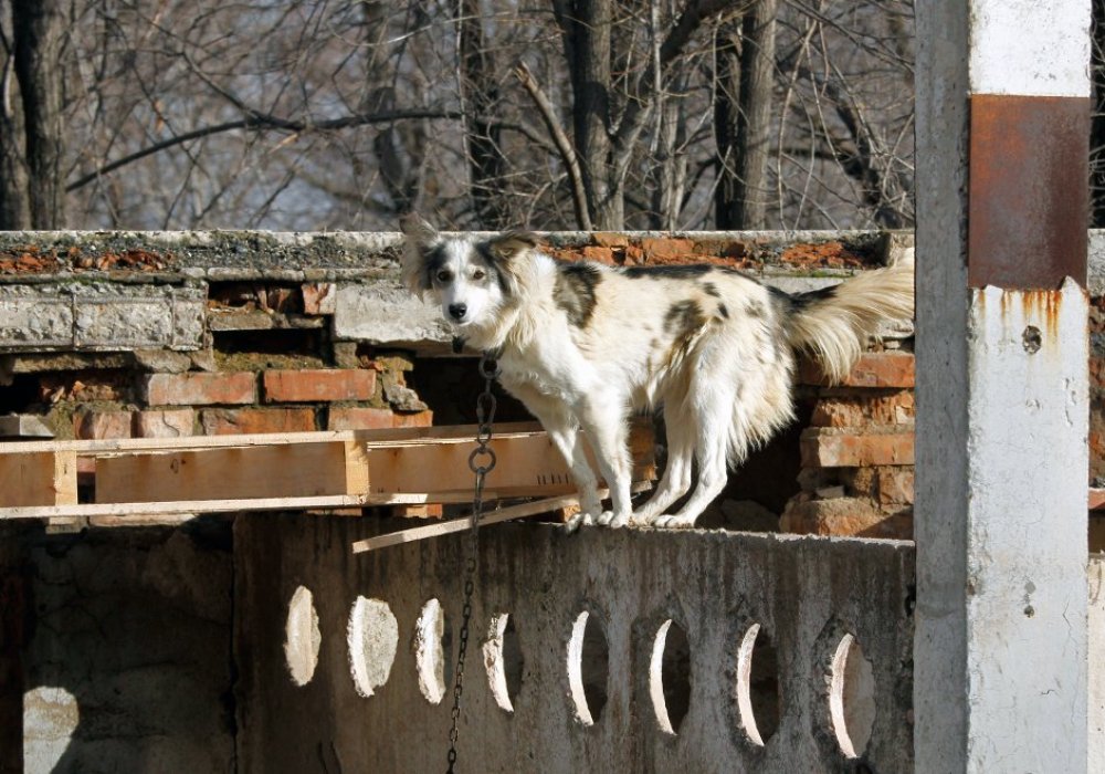 Собака-на-забор-залезака высматривает своего хозяина.