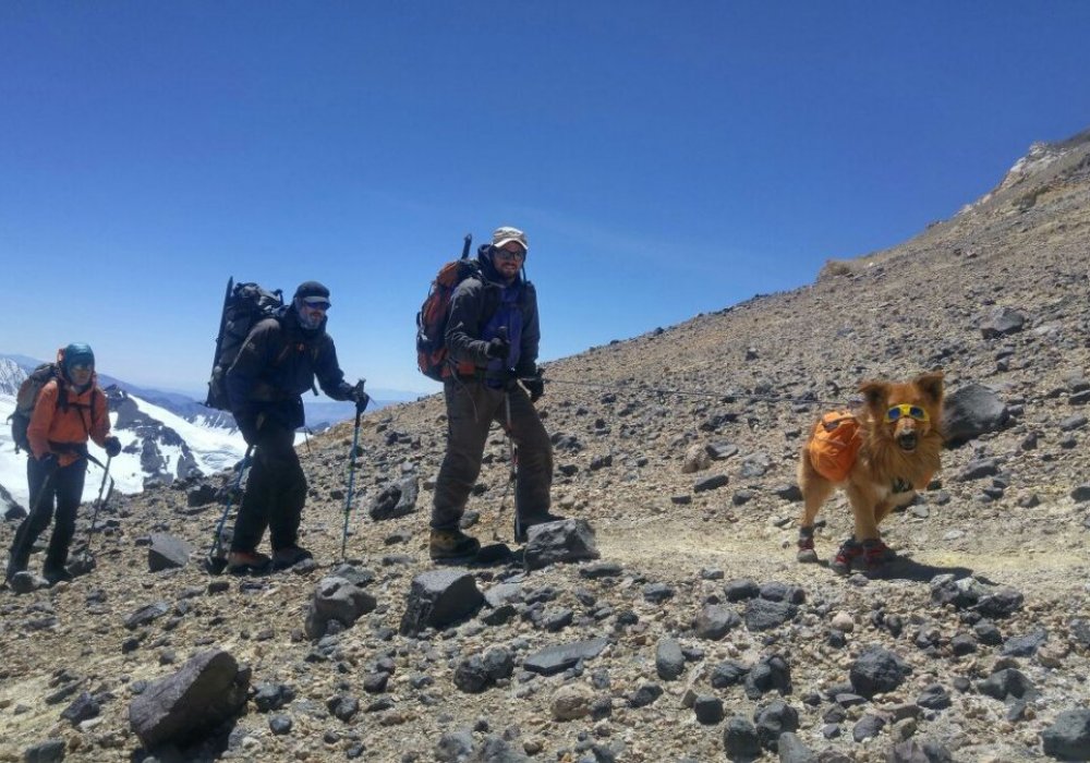 Самым же запоминающимся персонажем для экспедиции стал пес, который с рюкзаками и в очках вместе с хозяином отправился на вершину.