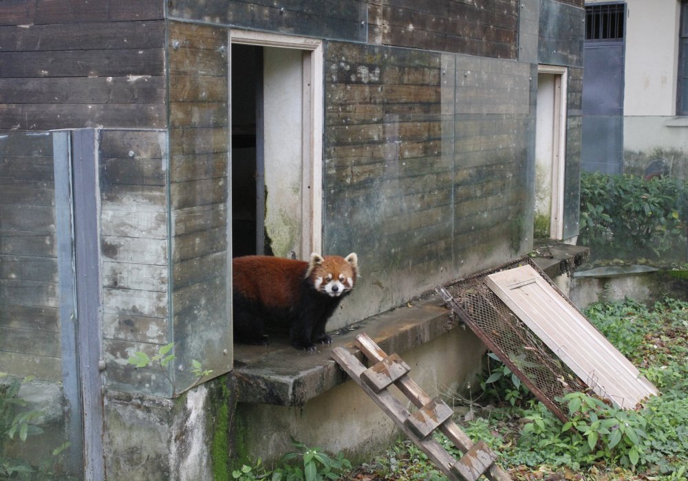 Здесь можно встретить и красную панду. Фото Роза Есенкулова ©