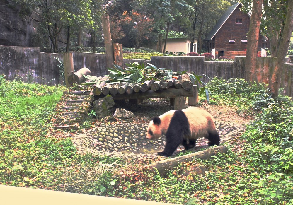 Именно здесь всего в 5 минутах езды от центра города расположен огромный парк  семи звезд, где живут панды. Их всего 2, но увидеть это редкое животное, находящееся на грани исчезновения, большое удовольствие не только для туристов. Фото Роза Есенкулова ©