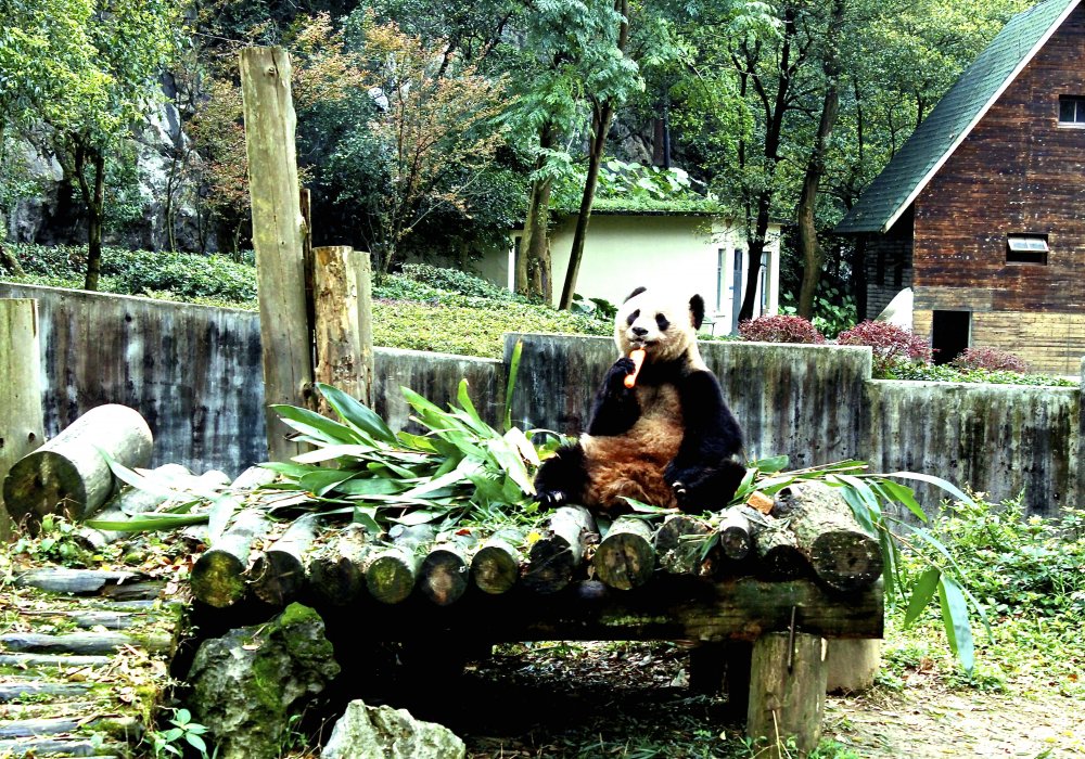 Панды питаются бамбуком. И каждой взрослой панде в сутки требуется 30 килограммов бамбука. Фото Роза Есенкулова ©
