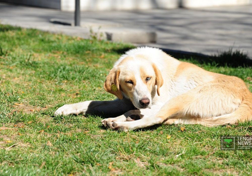 Бездомные собаки могут свободно лежать на газонах в центре города. У каждой собаки есть метка на ухе. 