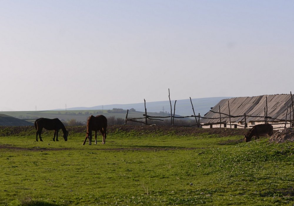 Фото Турар Казангапов ©