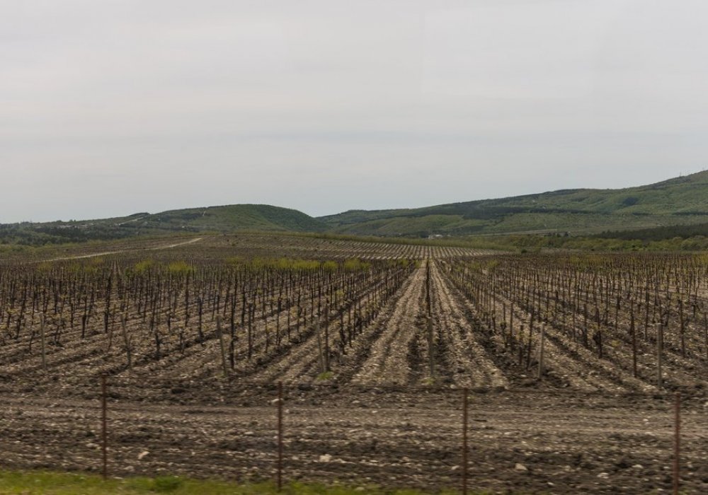 А вот и местные виноградные поля.