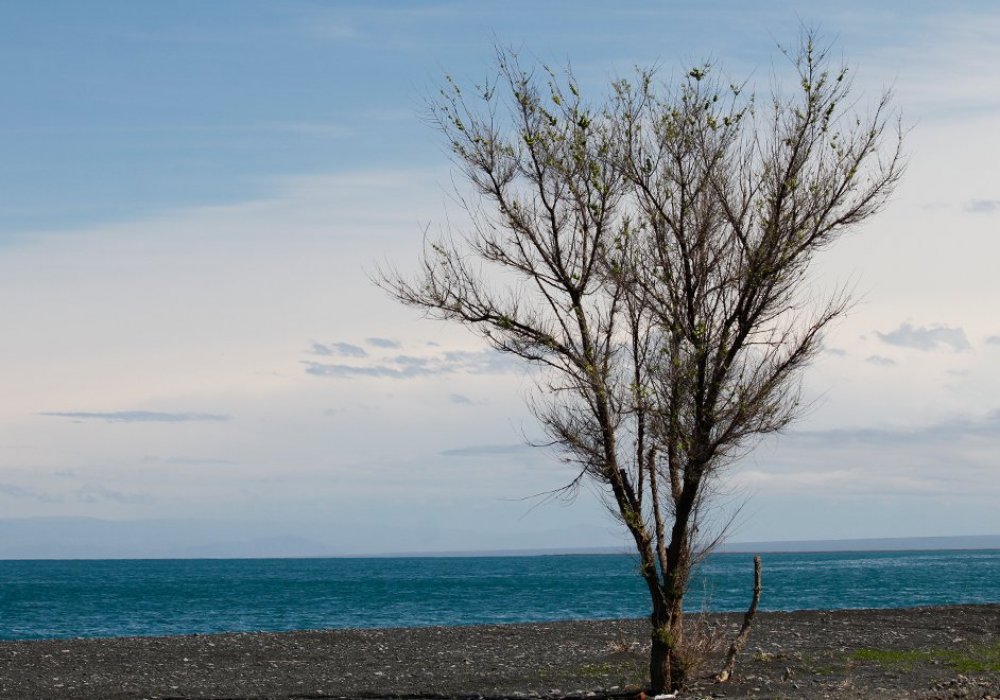 Такую умиротворенную картину на Алаколе можно наблюдать каждое утро. Бирюзовая вода, абсолютное спокойствие, одинокие деревья. Фото Роза Есенкулова