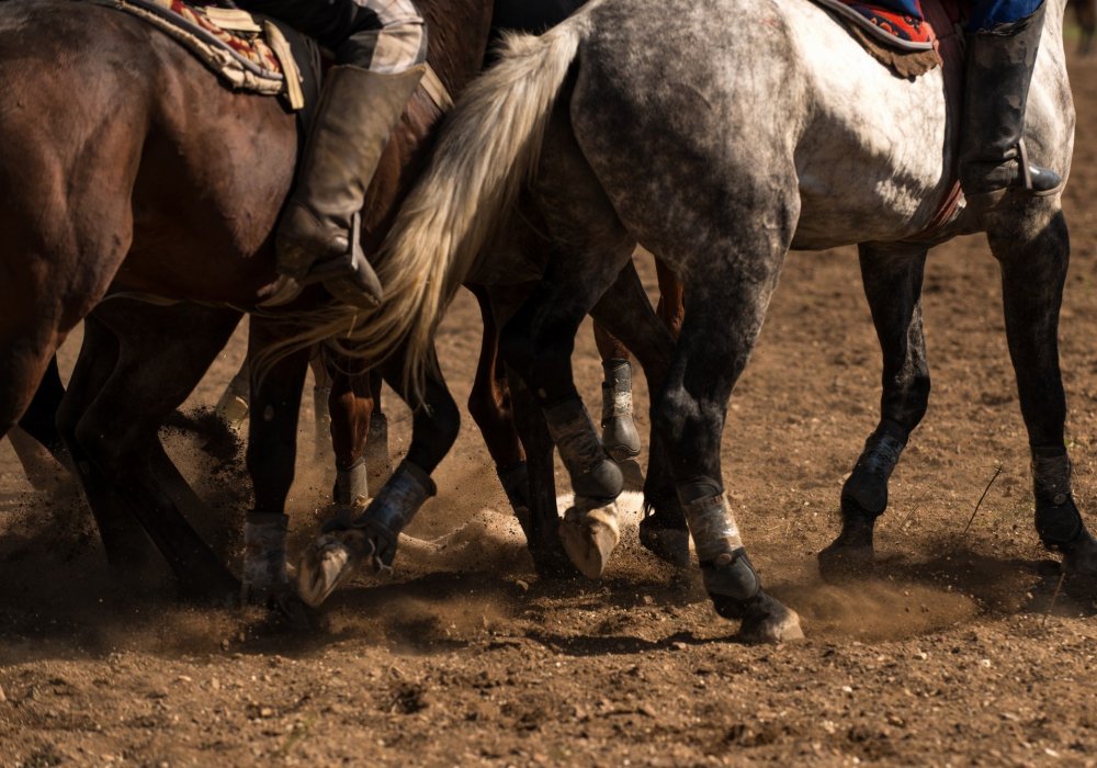 Как казахские ковбои укрощают строптивых. Репортаж с турнира по национальным видам спорта