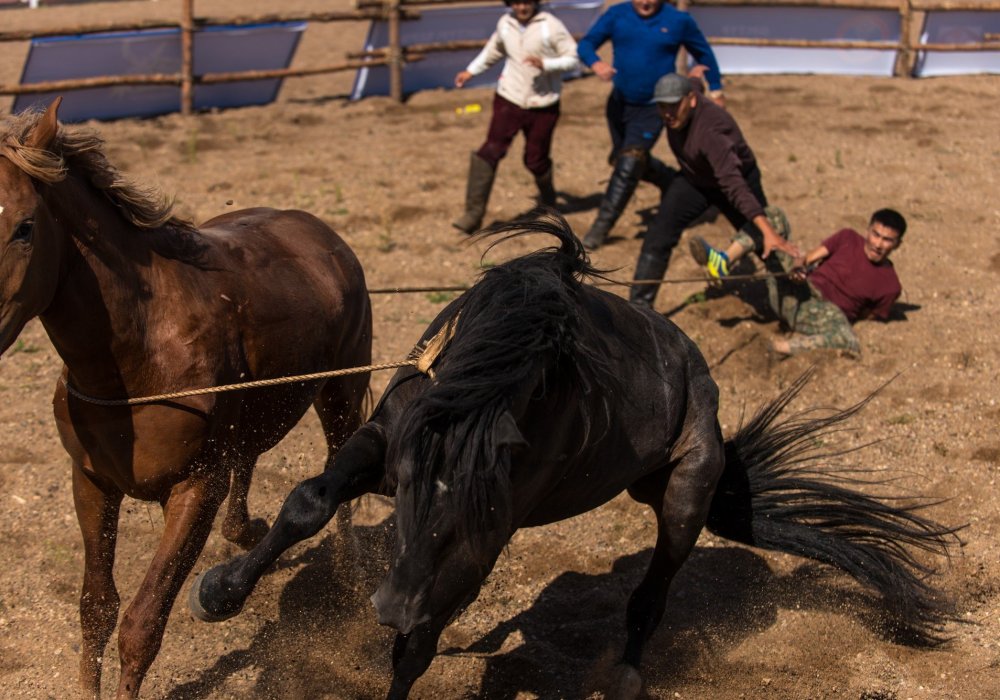 Асау үйрету или состязания  по укрощению строптивого коня - наверное одна из самых экстремальных игр у казахов 