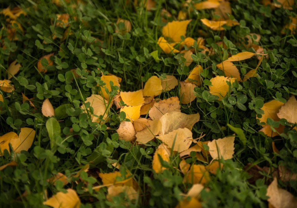 Стихи у Шевчука, наверное, хорошие, пейзажи этой осенью тоже очень красивые...