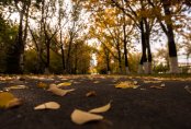 Кажется, Шевчук перетянул струны, или кое-что об осени в Астане