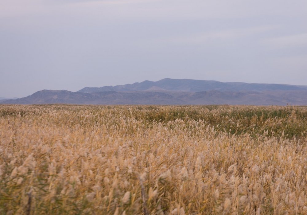 Так выглядят степи Сырдарьи, плодородная земля которых позволяет вырастить рекордный урожай риса.