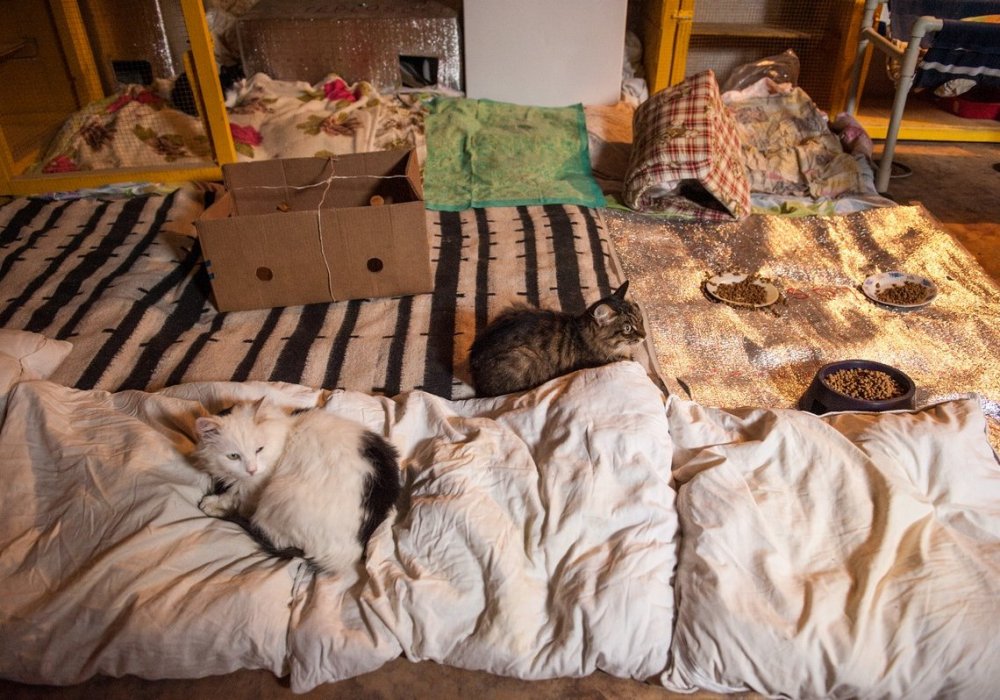 В самой теплой комнате дома, которая находится на заднем дворе в отдельной пристройке, содержатся кошки, которые нуждаются в особом уходе. Часто это животные, от которых отказываются клиники. Ветеринары рекомендуют их усыпить, мол, не выживут, умрут. Но в приюте их выхаживают.
