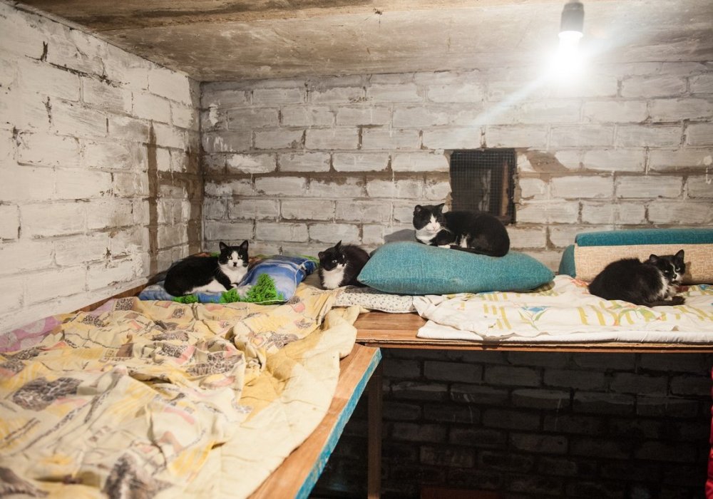 Жительница Астаны отдала особняк под приют для 280 животных