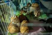 Жительница Астаны отдала особняк под приют для 280 животных