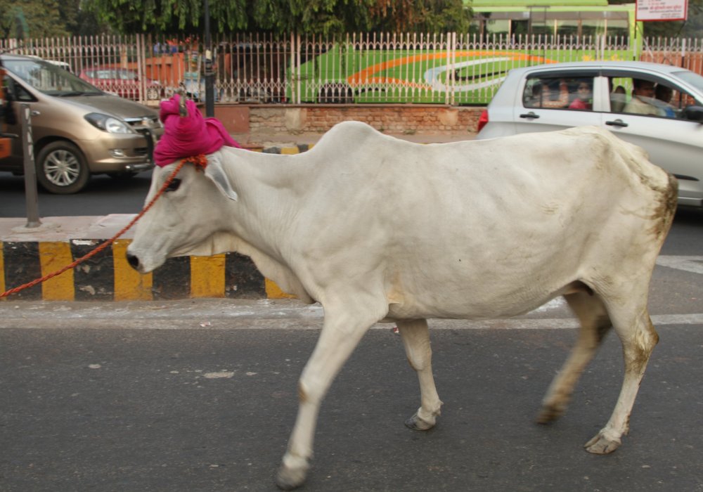 Впрочем, вернемся к нашим баранам, а вернее - к коровам. Эти животные в Индии священны.
