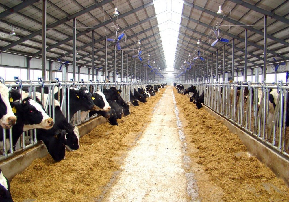 Одной из главных особенностей проектов является внедрение беспривязного типа содержания коров - наиболее близкого к естественному. При беспривязном содержании снижается стрессовое состояние животного, увеличиваются надои молока и повышается его качество.