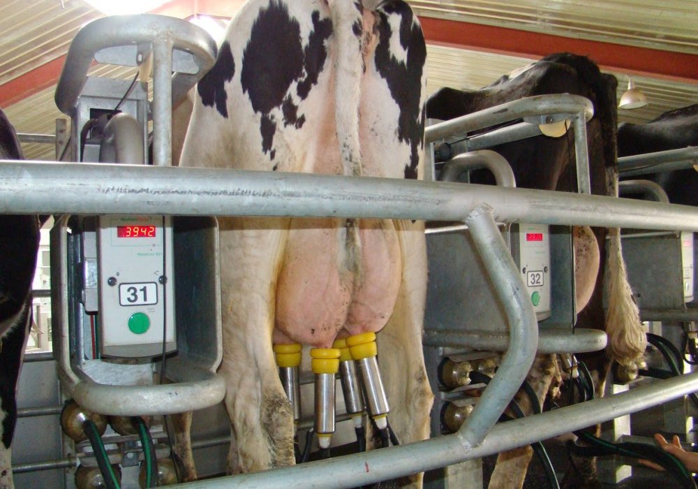 Вымя коровы состоит из 4-х долей. Автоматизированная система определяет, сколько в каждой доли содержится молока, и доение останавливается поэтапно, по мере того, как молоко в какой-то из долей заканчивается. Оборудование старого поколения не могло останавливать доение поэтапно, что приводило к травмированию животных и снижению их продуктивности.