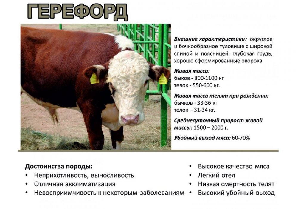 <p>Казахская белоголовая - мясная порода крупного рогатого скота, которая впервые появилась в России и Казахстане в начале ХХ века как результат скрещивания казахских и калмыцких коров с быками-герефордами.<span style="font-family: gotham, helvetica, arial, sans-serif; font-size: 14px;">&nbsp;</span></p>