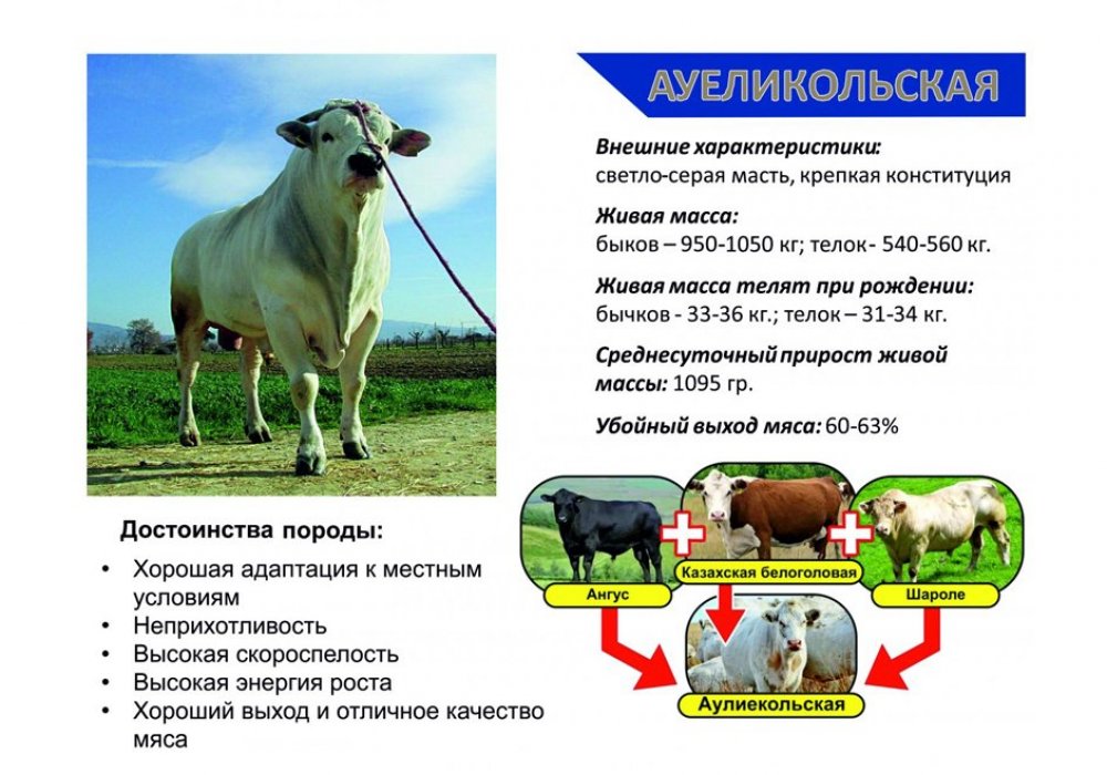 <p>Калмыцкая порода крупного рогатого скота была выведена в Калмыкии из скота монгольского происхождения, вывезенного из Монголии около 350 лет назад. Скот породы обрак был выведен во Франции.</p>