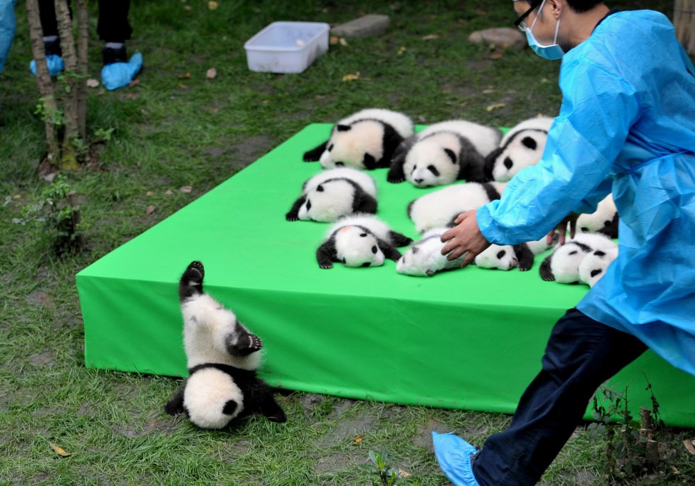 <p>В китайском заповеднике Чэнду представили посетителям сразу 23 детеныша панды, тем самым установив рекорд рождаемости.</p>