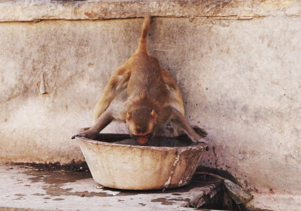Джайпур. Триконасана (одна из базовых поз в йоге) от обезьяны или затейливый способ напиться водицы.