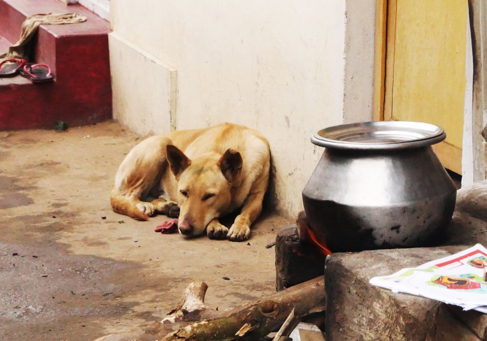 Ути. Горы Нилгири. Многие дома устроены по-старинке. Очаг стоит на улице, собака охраняет чан, вот-вот выйдет хозяйка и примется готовить обед.