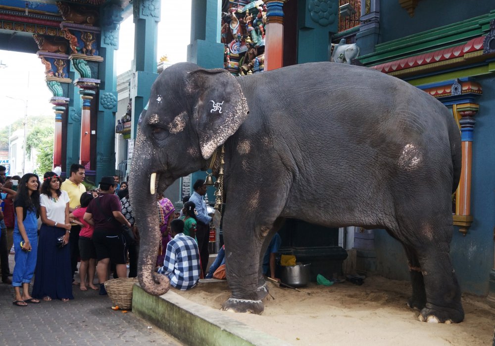 Пондичерри (восточное побережье Индии). Знакомьтесь - это красавица Лакшми. Лакшми - храмовая слониха невероятной красоты и обаяния. За монетку слониха дает благословение, похлопывая вас по голове хоботом.